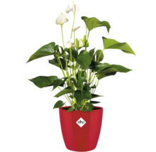Plante d'anthurium dans un pot rouge avec le logo Elho