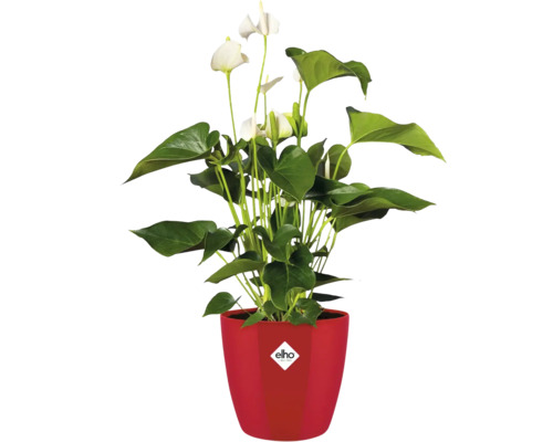 Plante d'anthurium dans un pot rouge avec le logo Elho