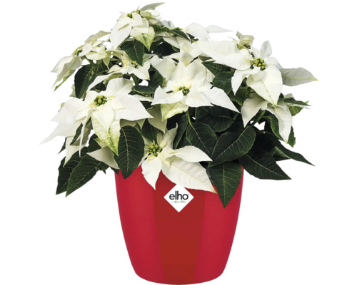 Poinsettia dans un pot de fleurs rouge avec le logo Elho