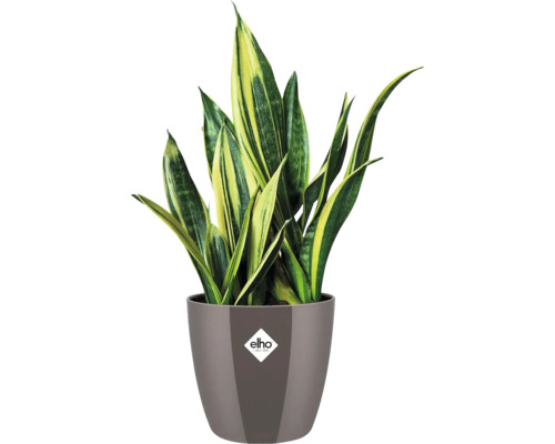 Sansevieria dans un pot avec le logo Elho