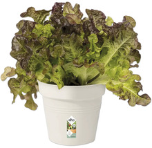 Kopfsalat in Pflanztopf