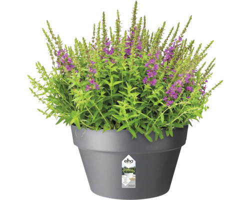 Blumentopf mit blühenden Pflanzen