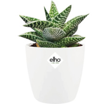Gepunktete Aloe im weißen Topf mit Elho Logo