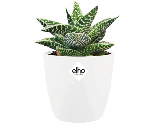 Gepunktete Aloe im weißen Topf mit Elho Logo
