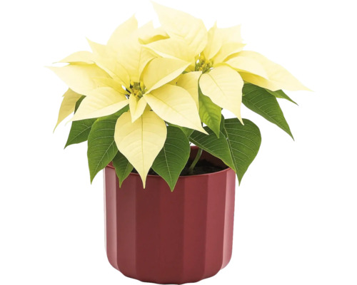 Weihnachtsstern mit gelben Hochblättern im Topf