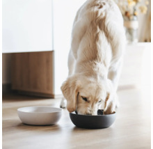 Ein Golden Retriever frisst aus einem Napf, neben ihm steht ein leerer Napf.