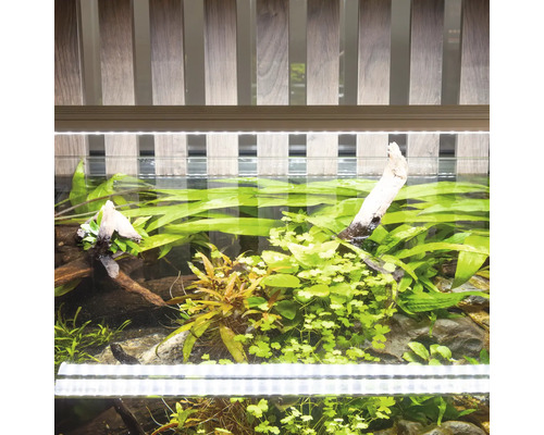 Beleuchtetes Aquarium mit Pflanzen und Dekoration