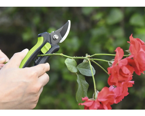 Sécateur coupant une branche de rosier