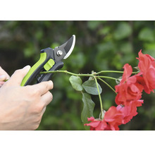 Gartenschere schneidet Rosenzweig