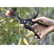 Sécateur coupant une branche