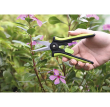 Une personne coupe une pousse de pervenche de Madagascar avec un sécateur