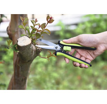 Jardinage avec un sécateur sur un arbre
