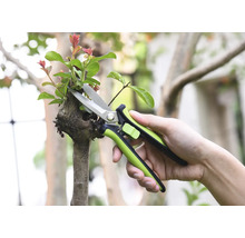 Sécateur coupant une branche