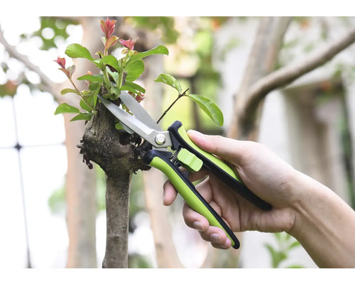 Sécateur coupant une branche