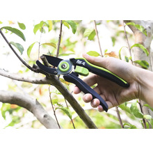 Sécateur coupant une branche