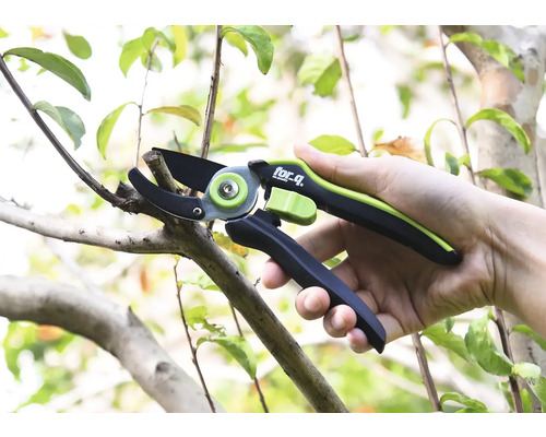 Sécateur coupant une branche