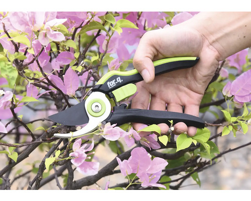 Gartenschere schneidet Zweig mit Blüten
