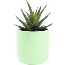 Zebra-Haworthie in Topf