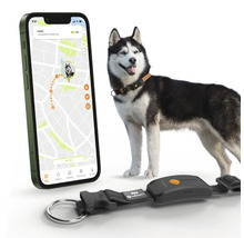 Chien avec collier de suivi GPS et application smartphone pour le suivi de la localisation