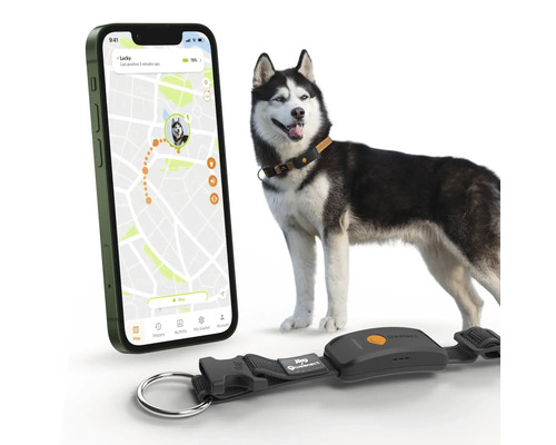 Chien avec collier de suivi GPS et application smartphone pour le suivi de la localisation