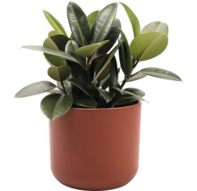 Gummibaum im Pflanzgefäß