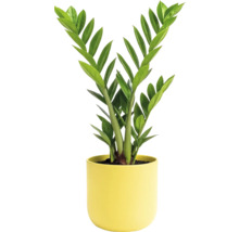 Zamioculcas Zimmerpflanze in einem Topf