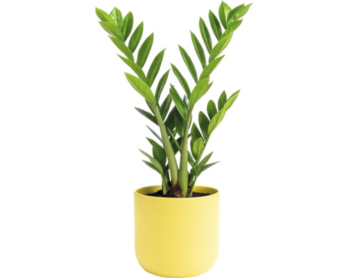 Zamioculcas Zimmerpflanze in einem Topf