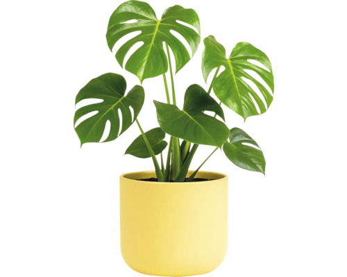 Monstera Zimmerpflanze im Topf