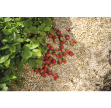 Erdbeerpflanze mit reifen Erdbeeren auf Holzhackschnitzeln