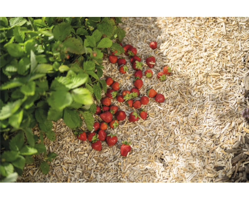 Erdbeerpflanze mit reifen Erdbeeren auf Holzhackschnitzeln