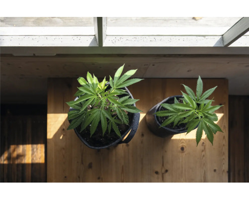 Zwei Cannabispflanzen in Töpfen auf einem Holztisch unter einem Dach