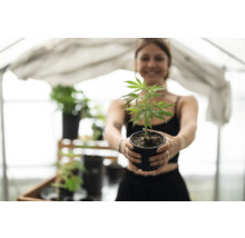 Femme tenant un pot avec un semis de cannabis