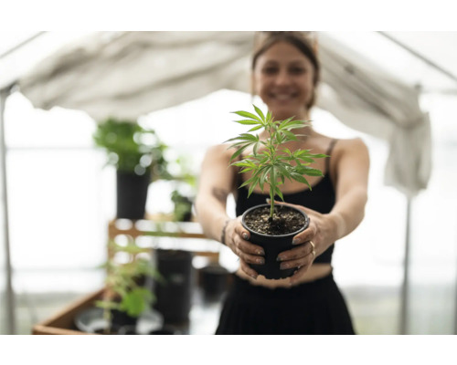 Femme tenant un pot avec un semis de cannabis