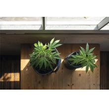 Deux plants de cannabis en pots sur une table en bois.