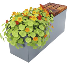 Blumenkasten mit Kapuzinerkresse und Holzbänken