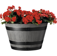 Blumentopf mit roten Begonien