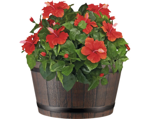 Hibiskus im Pflanzkübel
