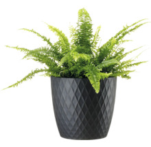 Grüner Farn in einem schwarzen Pflanzgefäß mit Rautenmuster