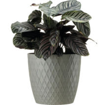 Pfeilwurz im Topf mit Rautenmuster