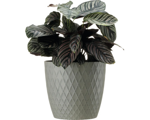 Pfeilwurz im Topf mit Rautenmuster