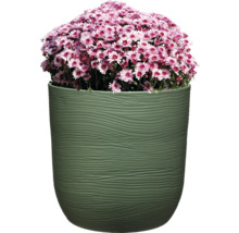 Chrysanthemen in einem Blumentopf