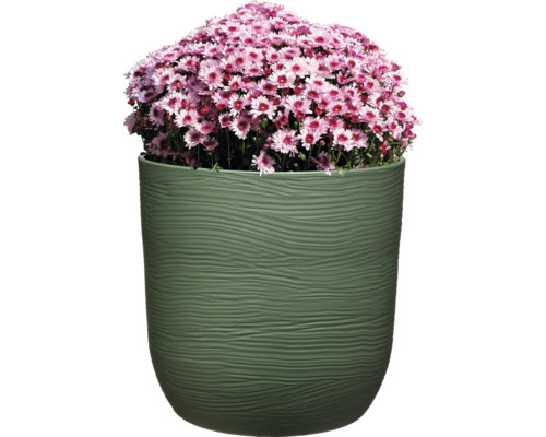 Chrysanthemen in einem Blumentopf