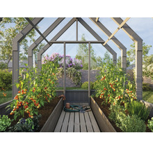 Serre avec plants de tomates et accessoires de jardinage.