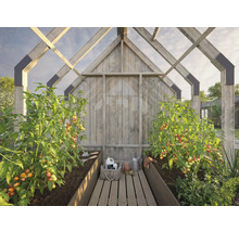 Serre avec plants de tomates et outils de jardinage
