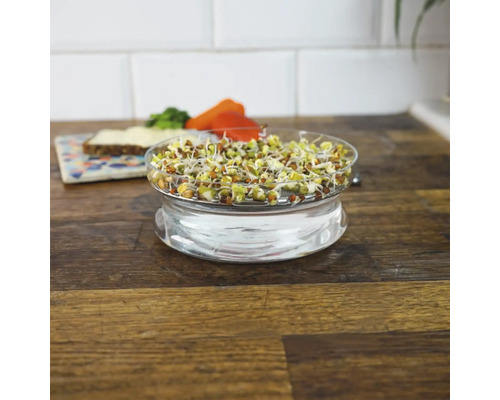 Graines germées dans un récipient en verre sur une surface en bois