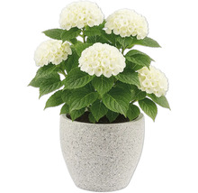 Hortensie mit weißen Blüten in einem Topf
