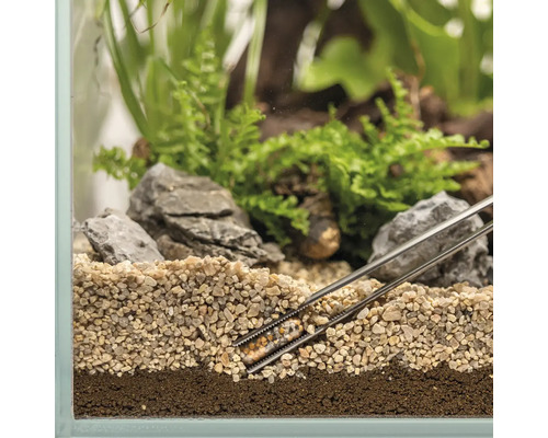Nahaufnahme eines Aquariums mit Kies, Steinen, Pflanzen und einer Pinzette, die eine Kapsel hält.