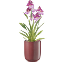 Orchidee im Topf
