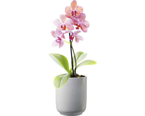 Orchidée en pot