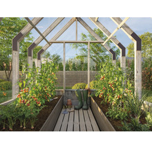 Serre avec plants de tomates, légumes et outils de jardinage